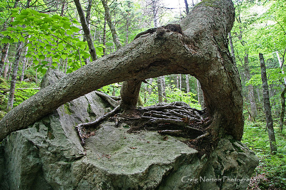 Tripod Tree