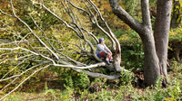 Climb A Tree!
