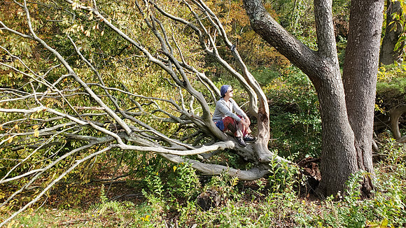Climb A Tree!