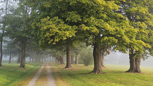 Come Take a Leisurely Walkabout With Me