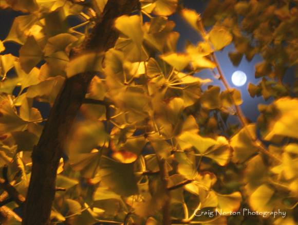 Moon Tree