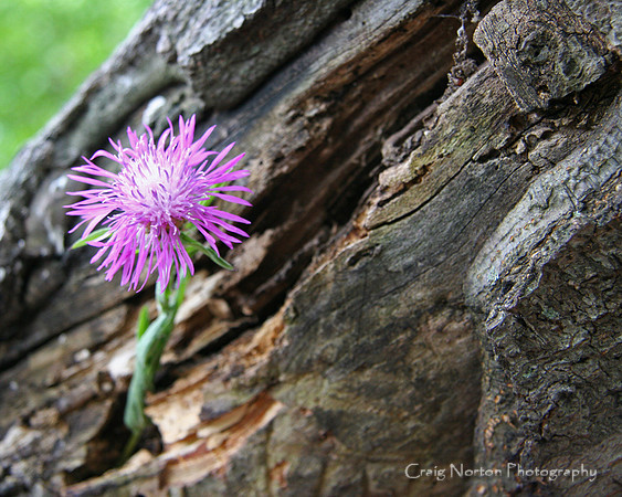 Coexistence #1