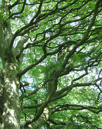 Green Tangles