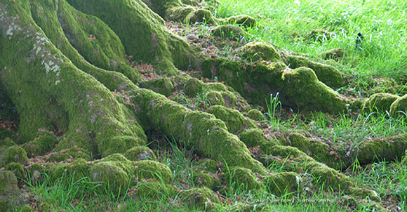 Roots