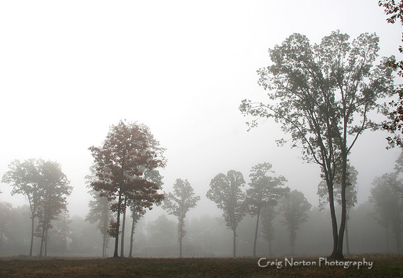 Foggy Trees #1