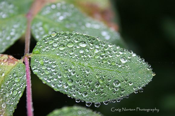 Dewey Leaf