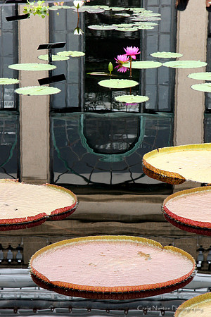Reflected Arches