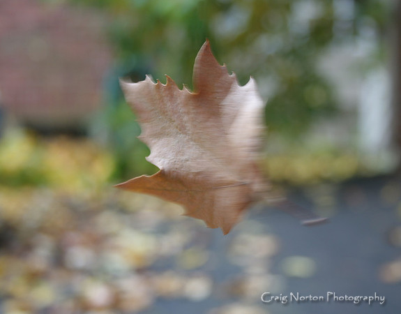 Floating Foliage