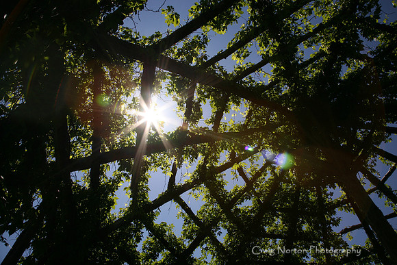 Sun Salutation