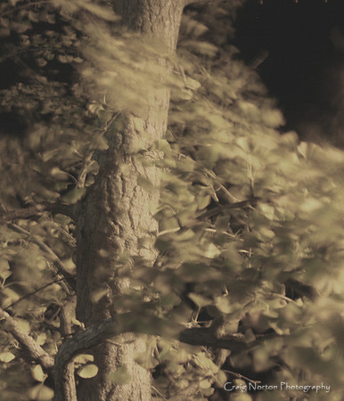 Night Vision