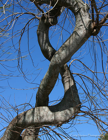 DNA Tree