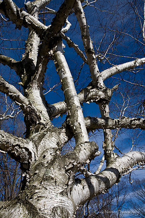 Twisted Birch
