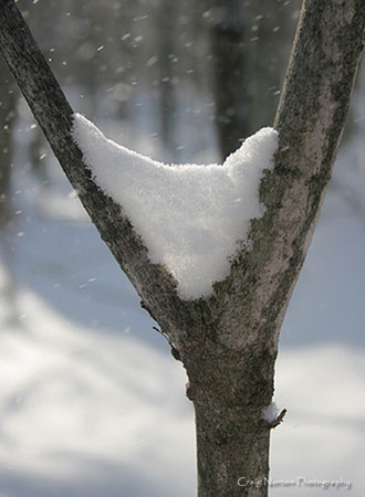 Y Tree