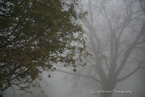 Foggy Tree #3