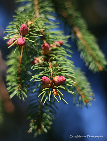 Baby Pine Cones