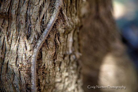 Coexistence 3