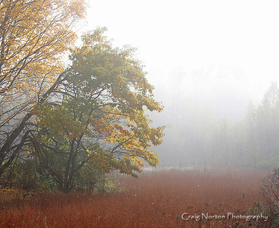 Foggy Trees #2