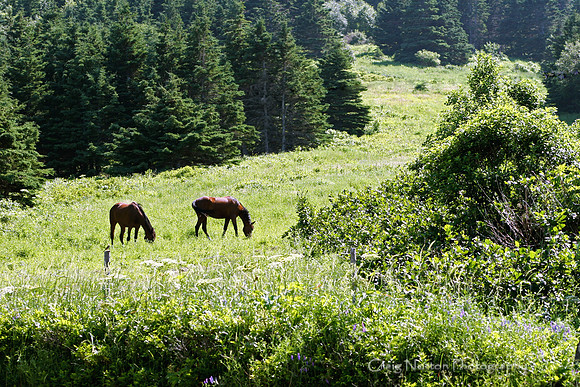 Nice Pasture