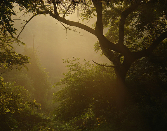 Orange Fog