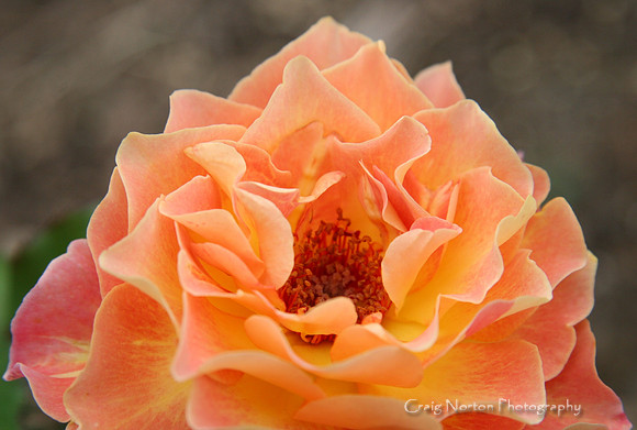 A Rose is a Rose