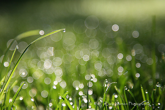 Smoking Grass