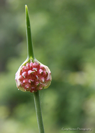 Birth of a Flower