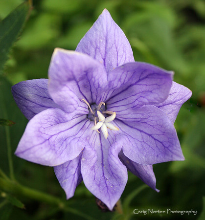 Purple Peace
