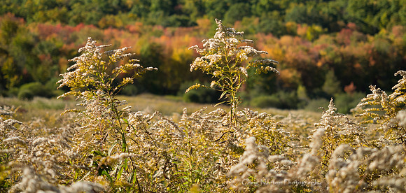 Early Fall
