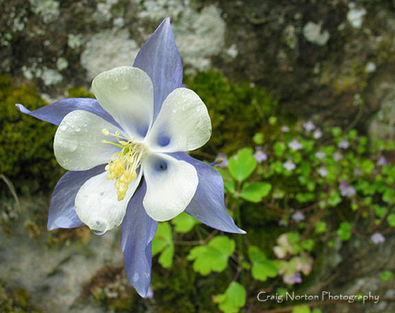 Dewey Columbine