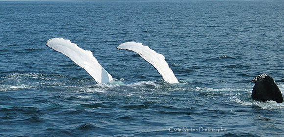 Waving Whale