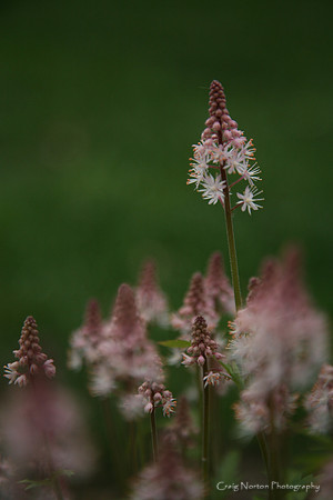 Selective Focus