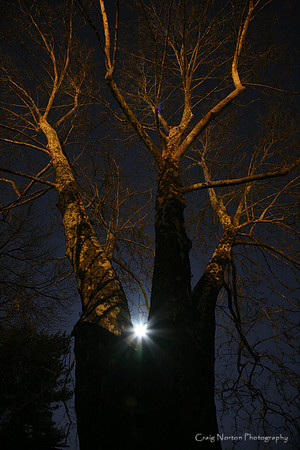Moonrise Through Sycamore