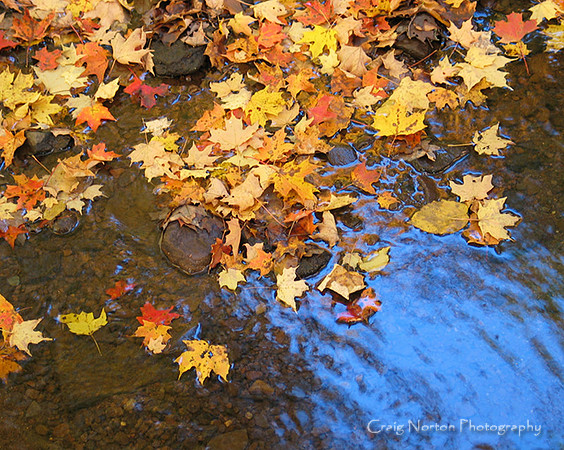 Floating Foliage